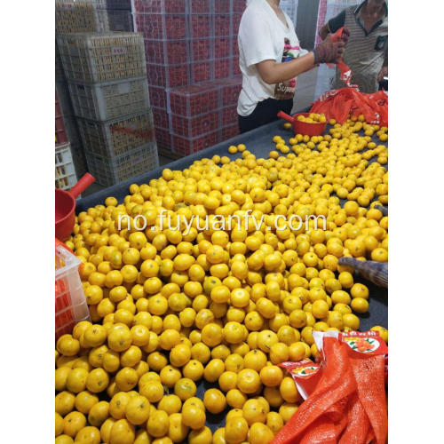 Baby mandarin appelsiner fra Nanfeng